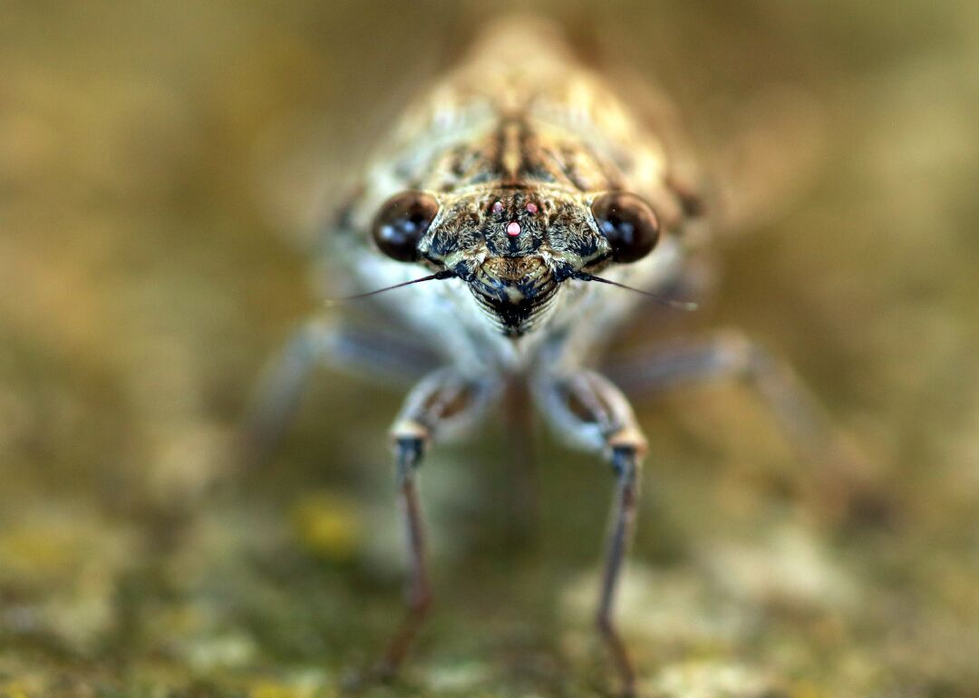 Cicada symphony of summer